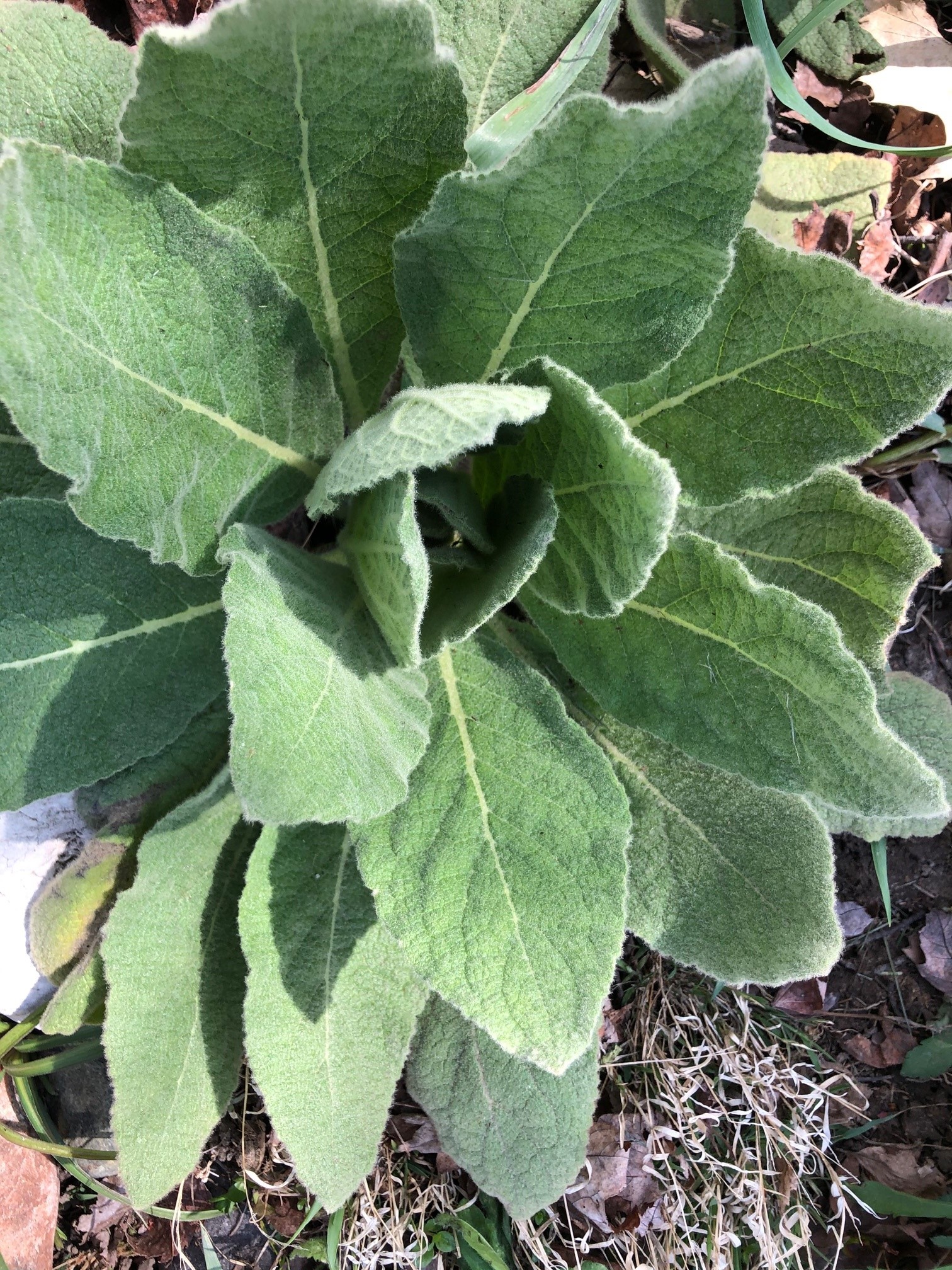 The photo is of a first year plant that is a basal rosette.  The leaves are oblong and covered with dense hairs on both sides.
